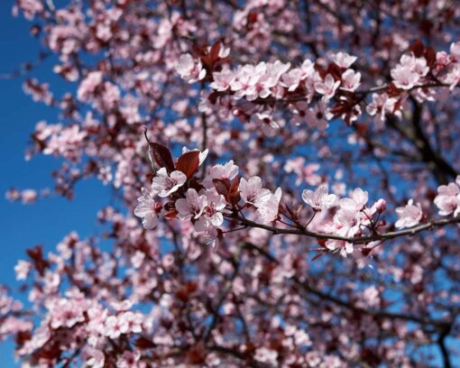 Kirsebærplomme | Prunus cerasifera 'Nigra'