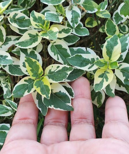 Klatrebeinved | Euonymus fortunei 'Emerald Gaiety'