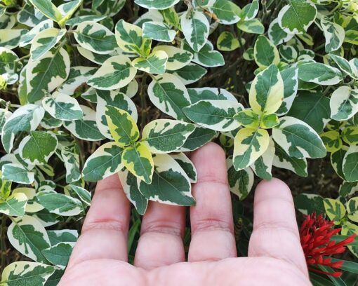 Klatrebeinved | Euonymus fortunei 'Emerald Gaiety'