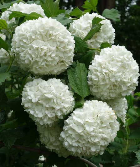 Krossved | Viburnum opulus 'Roseum'