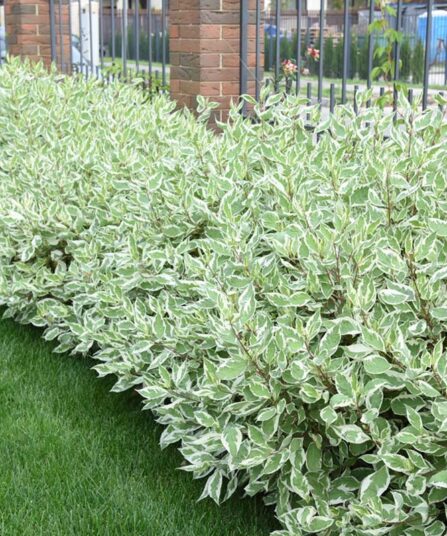 Kvitkornell | Cornus alba 'Elegantissima' hos Lier Planteland