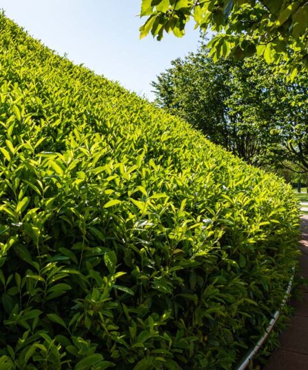 Laubærhegg | Prunus laurocerasus 'Ani'