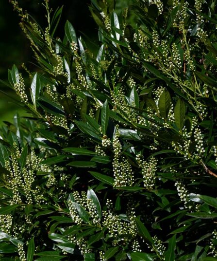 Laubærhegg | Prunus laurocerasus 'Otto Luyken'