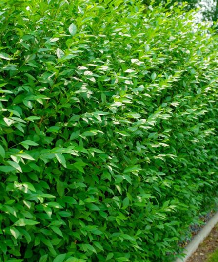 Liguster | Ligustrum vulgare 'Atrovirens'