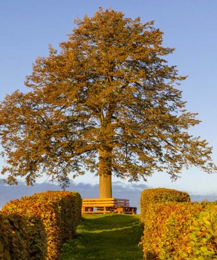 Lind | Tilia cordata