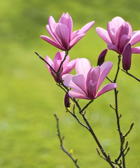 Magnolia liliflora Nigra