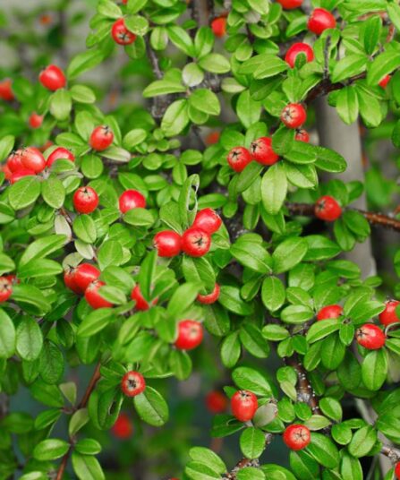 Cotoneaster Coral Beauty. Rounded evergreen shrub with small, gl