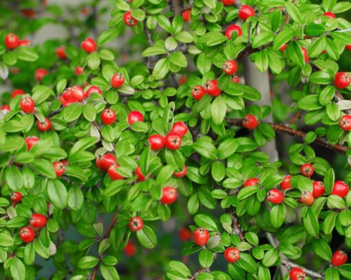 Cotoneaster Coral Beauty. Rounded evergreen shrub with small, gl