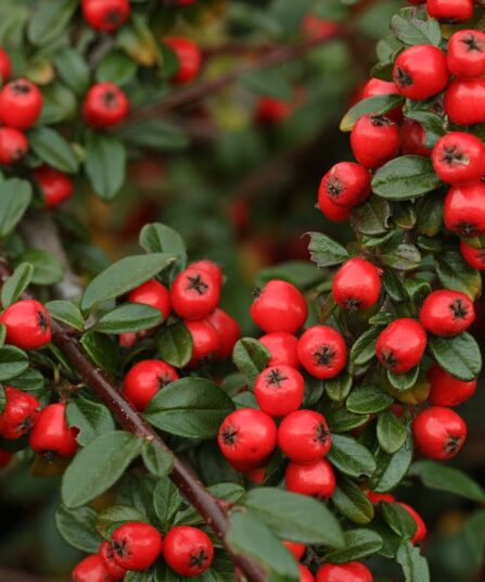 Mispel Coton easter hos Lier Planteland