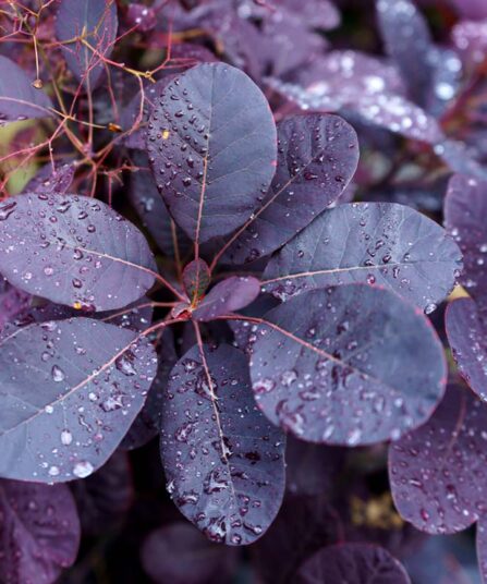 Parykkbusk | Cotinus coggygria 'Royal Purple'