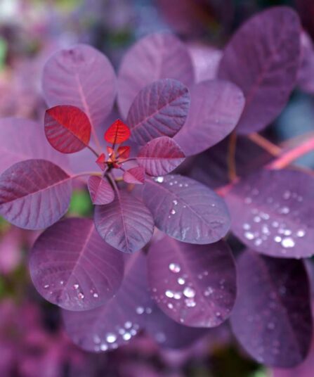 Parykkbusk | Cotinus coggygria 'Royal Purple' hos Lier Planteland