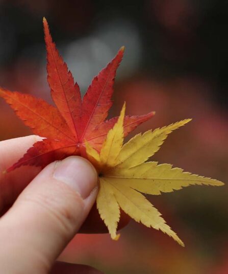 Platanlønn | Acer pseudoplatanus 'Atropurpureum'