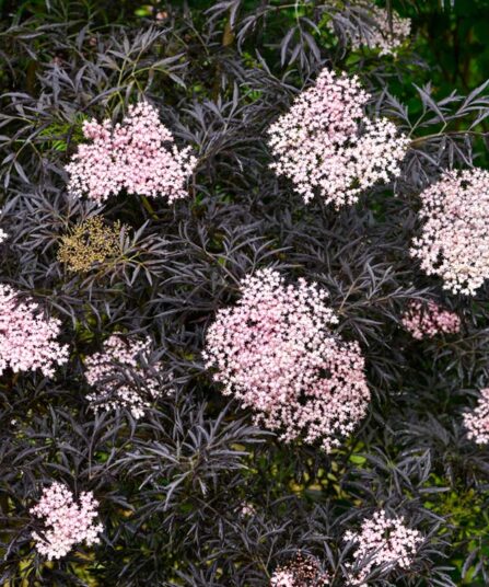 Rødbladet svarthyll | Sambucus nigra 'Black Lace'