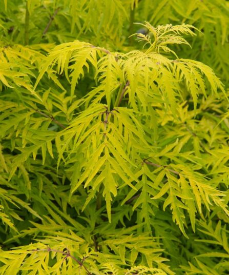 Rødhyll | Sambucus racemosa 'Lemony Lace'