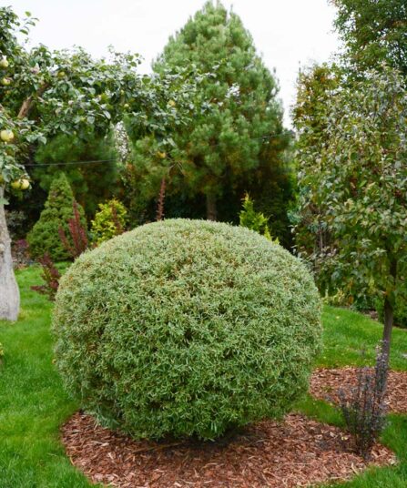 Rødpil | Salix purpurea 'Nana'