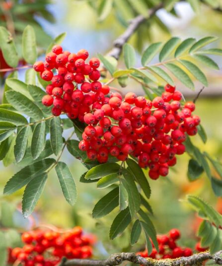 Rogn | Sorbus 'Astrid'