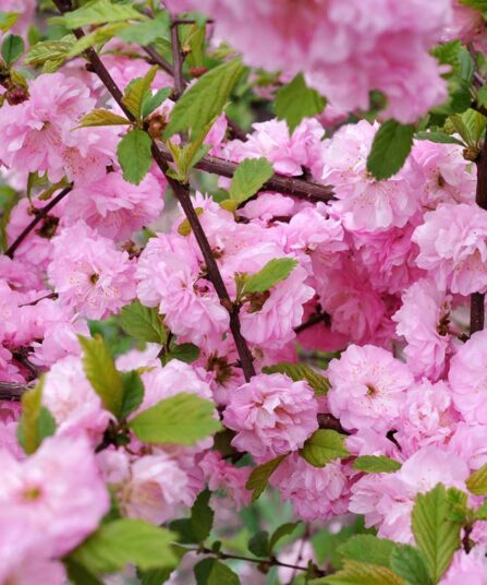 Rosemandel | Prunus triloba