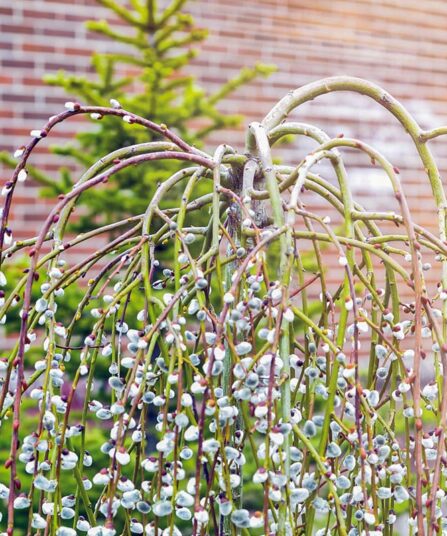 Selje | Salix caprea 'Kilmarnock'