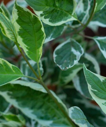 Sibirkornell | Cornus alba 'Ivory Halo'