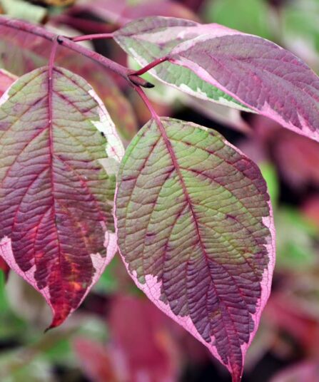 Sibirkornell | Cornus alba 'Sibirica'