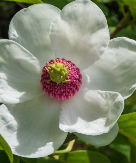 Sieboldmagnolia | Magnolia sieboldii