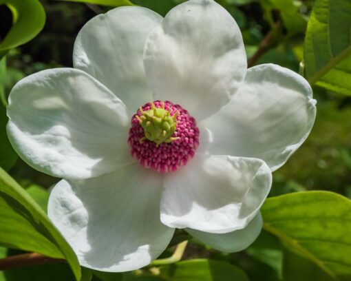 Sieboldmagnolia | Magnolia sieboldii