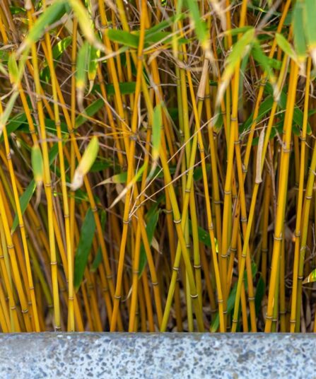 Skjermbambus | Fargesia murielae 'Rufa'
