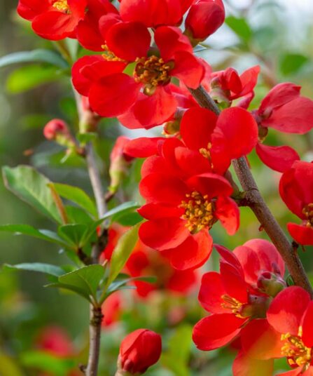 Småildkvede | Chaenomeles japonica 'Romsdal' hos Lier Planteland