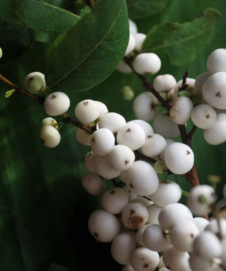 Snøbær | Symphoricarpos doorenbosii 'White Hedge'