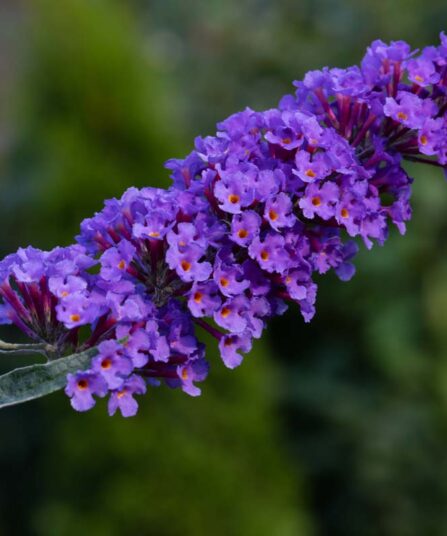 Sommerfuglbusk | Buddleja davidii 'Nanho Blue'