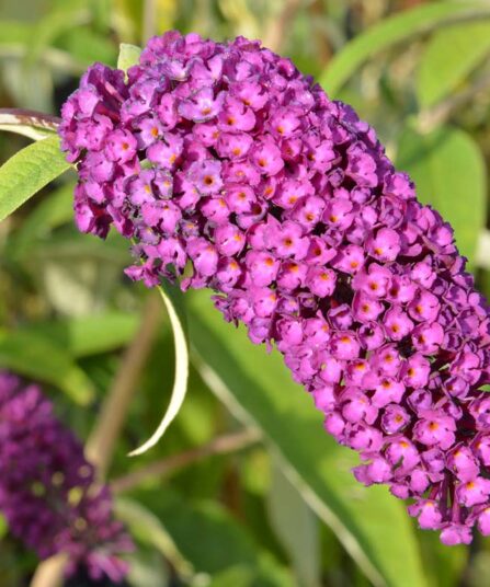 Sommerfuglbusk | Buddleja davidii 'Royal Red'
