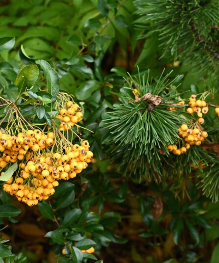 Søylerogn | Sorbus aucuparia 'Fastigiata'