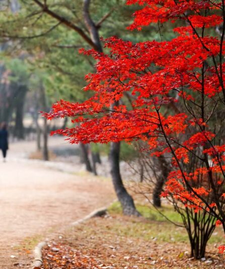 Spisslønn | Acer platanoides 'Royal Red'