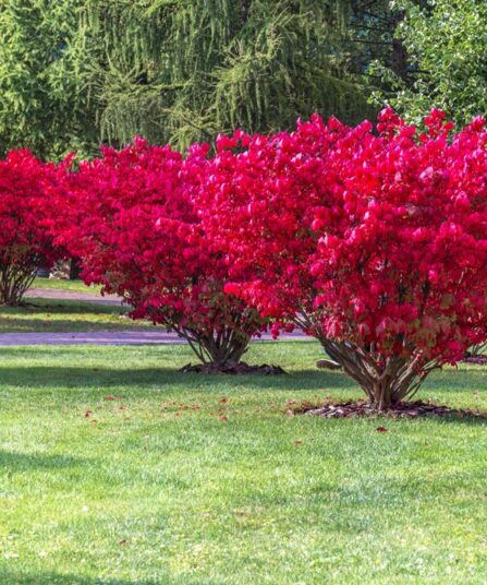 Spolebusk | Euonymus alatus 'Compactus'