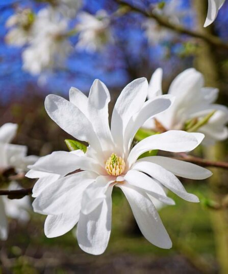 Stjernemagnolia | Magnolia stellata 'Royal star'