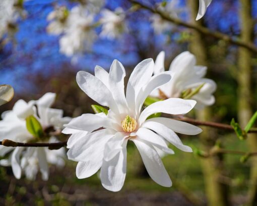 Stjernemagnolia | Magnolia stellata 'Royal star'