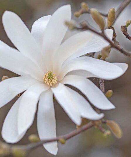 Stjernemagnolia | Magnolia stellata