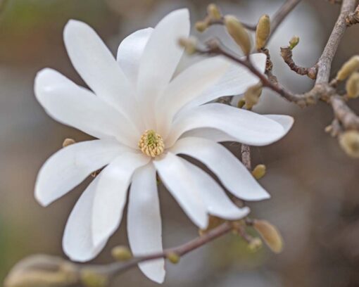 Stjernemagnolia | Magnolia stellata