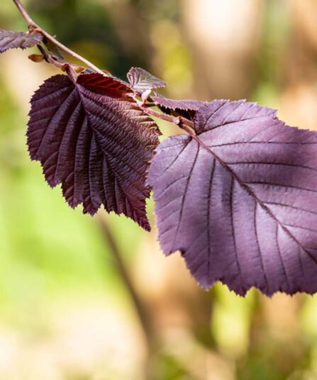 Storhassel | Corylus maxima 'Purpurea'