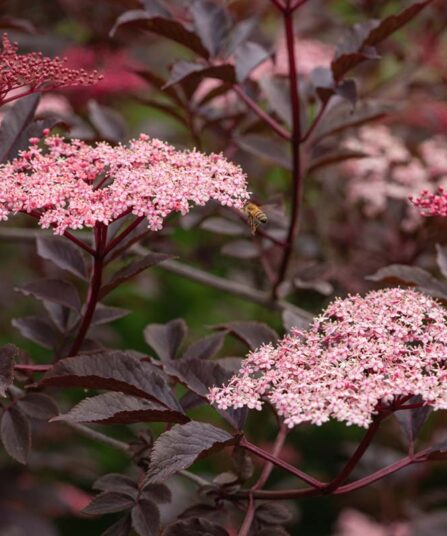 Svarthyll | Sambucus nigra 'Black Beauty'