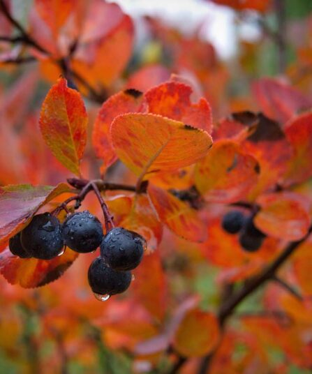 Svartsurbær | Aronia melanocarpa 'Moskva E'