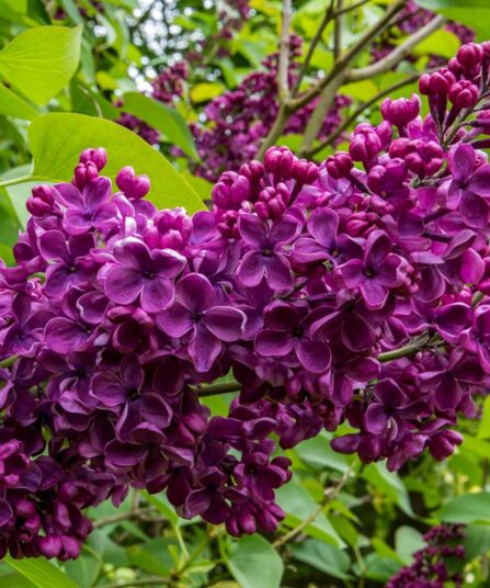 Syrin | Syringa vulgaris 'Andenken an Ludwig Späth'