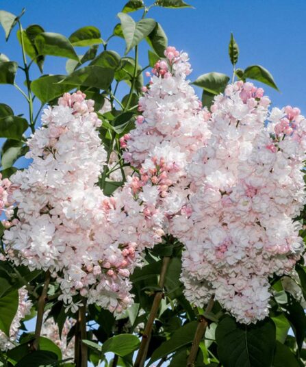 Syrin | Syringa vulgaris 'Beauty Of Moscow'