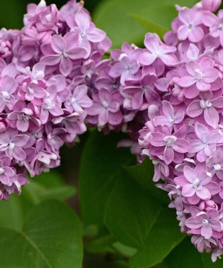 Syrin | Syringa vulgaris 'Belle de Nancy'