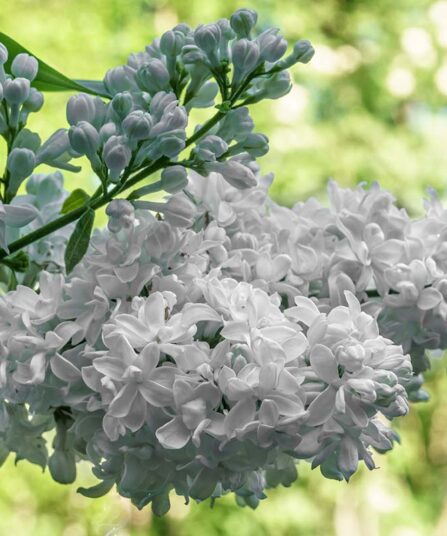 Syrin | Syringa vulgaris 'Mme Lemoine'