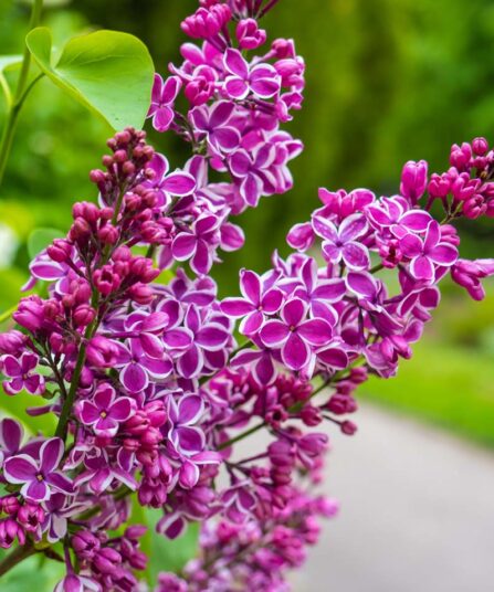 Syrin | Syringa vulgaris 'Sensation'