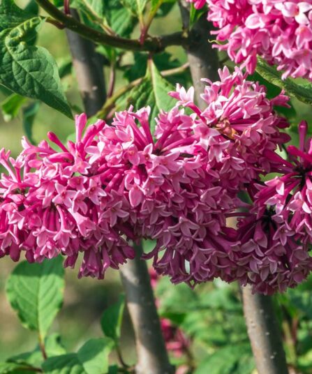 Syrin | Syringa x Prestoniae | 'Miss Canada'