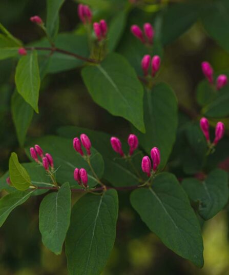 Tatarleddved | Lonicera tatarica 'Arnold Red'