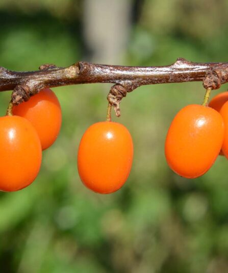 Tindved | Hippophaë