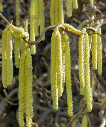 Vrihassel | Corylus avellana 'Contorta'